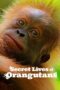 Nonton Film Secret Lives of Orangutans (2024) Bioskop21 Nonton Film Secret Lives of Orangutans (2024) Bioskop21