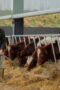 Nonton Film Clarkson’s Farm Season 4 Episode 1 Bioskop21 Nonton Film Clarkson’s Farm Season 4 Episode 1 Bioskop21